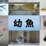 2017 秋の海あそび塾～幼魚スペシャル～　開催決定！